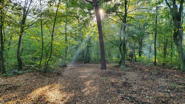 Sunny autumn forest stock photo