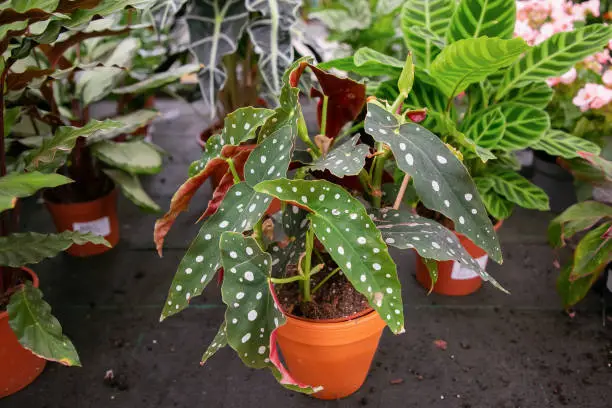 Photo of Begonia maculata in flowerpot in greenhouse