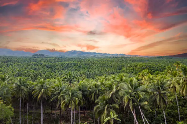 View from above, stunning aerial view of a palm tree forest is Siargao, Philippines. Siargao is a tear-drop shaped island in the Philippine Sea.