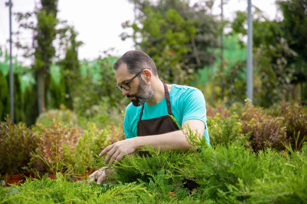 istock Thoughtful middle-aged gardener looking at evergreen plants 1287853656