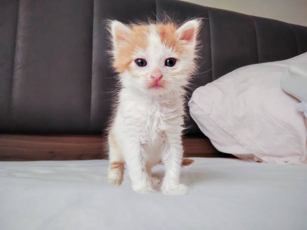 istock New born kitten trying to walk and staring at camera 1287853754