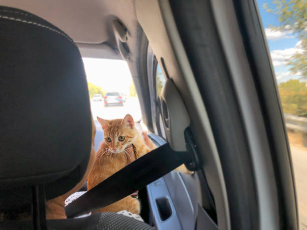 istock Cute little cat traveling in the car while their owner holding them 1287853819