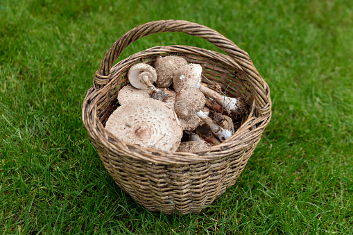 Freshly picked wild mushrooms from the local forest. Edible mushrooms in a wicker basket on a green grass. Delicious organic mushrooms for cooking. Macrolepiota procera, the parasol mushroom.