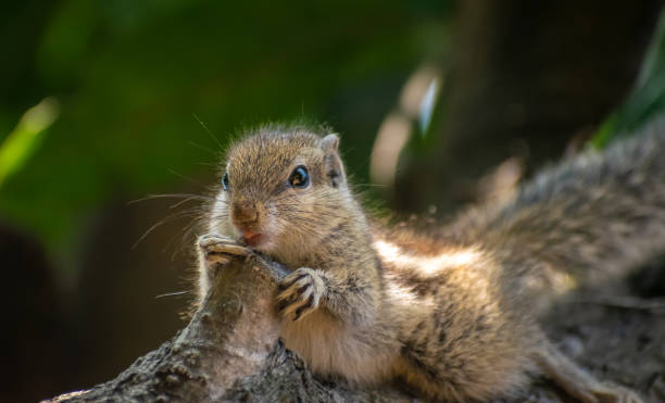 istock amazing squirrel is roaming in the forest 1287857959
