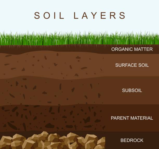 Soil layers diagram earth texture, stones. Ground with green grass on top. Mineral particles, sand, humus and stones, natural fertilizer. Geology infographics. Education for kids. Vector illustration Soil layers diagram earth texture, stones. Ground with green grass on top. Mineral particles, sand, humus and stones, natural fertilizer. Geology infographics. Education for kids. Vector illustration. bedrock stock illustrations