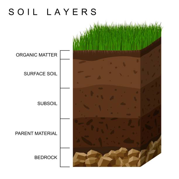 ilustrações de stock, clip art, desenhos animados e ícones de soil layers diagram earth texture, stones. ground with green grass on top. mineral particles, sand, humus and stones, natural fertilizer. geology infographics. education for kids. vector illustration - the natural world plant attribute natural phenomenon mineral