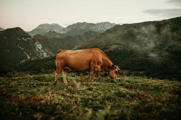 duża brązowa krowa pasturing na łące w picos de europa - winter lake snow fog zdjęcia i obrazy z banku zdjęć