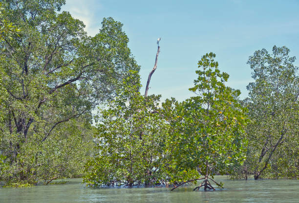 istock Little Egret, Mangrove Forest Phuket, Thailand 1287860221