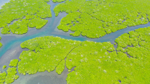 istock Green mangroves. Bohol, Philippines 1287862668