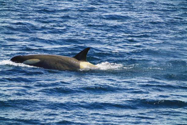 istock This killer whale can see his dorsal fin. 1287863198