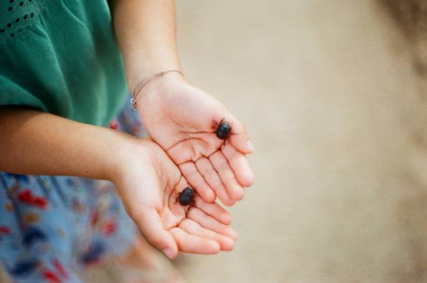 istock Little girl with beetles 1287866125