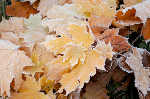Hoarfrost maple leaf on the ground, december, winter time Wallpaper design. Cold weather