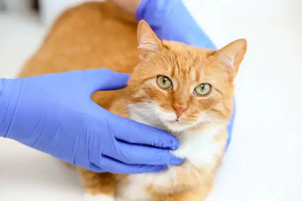 Close-up a fluffy red cat looking at the camera in the hands of a doctor in blue nitrile rubber gloves on a white background.Examination of a sick and healthy animal in the clinic with a veterinarian