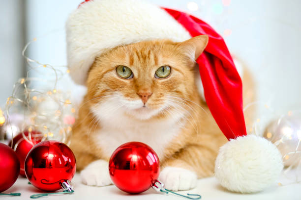 Christmas red cat in a Santa Claus hat The face of a cute red cat in a red Santa Claus cap looks at the camera on a white background with lights.Christmas animal in balloons. Happy new year 2021! Merry Christmas.Funny pet.Happy holiday cat in santa hat stock pictures, royalty-free photos & images