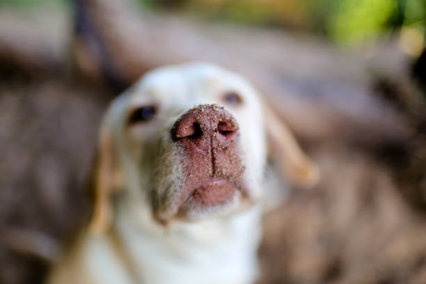 Close - up of a Labrador dog's nose in the sand in focus on a blurry background. The face of a funny animal on the street on the beach. Golden Retriever dog.Selective focus