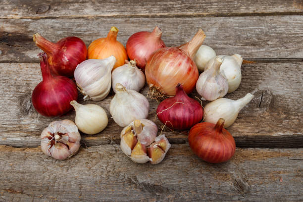 istock Fresh garlic and onion on a rustic wooden table 1287867945