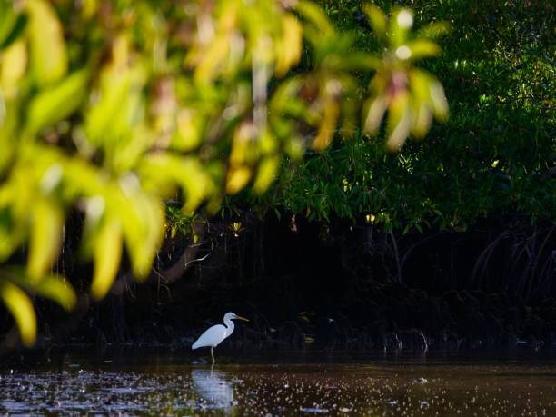 Bird in the mangrove at the sunset in the wallis lagoon