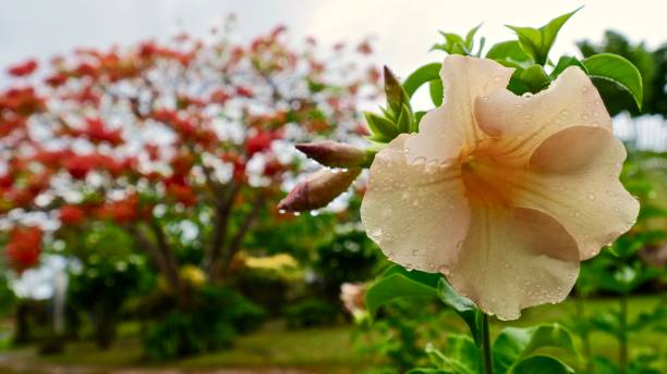 fiori del pacifico - isole wallis e futuna foto e immagini stock