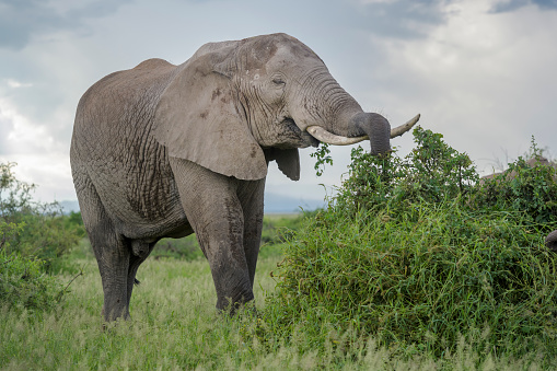 African elephant (Loxodonta africana) bull, feeding on acacia bush, Amboseli national park, Kenya.