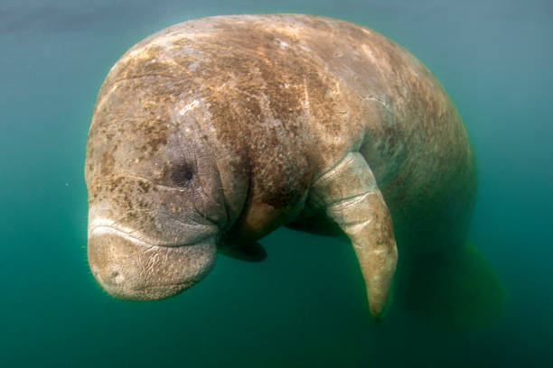 istock florida manatee close up portrait in crystal river 1287870058
