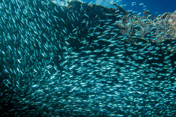 istock sardine school of fish underwater 1287870246
