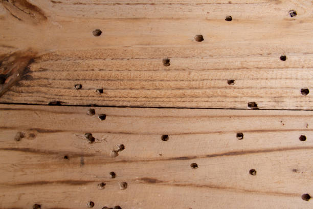 istock wooden floor with nail holes 1287872808