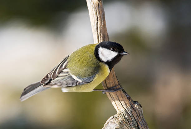 istock Birds in the winter 1287872872