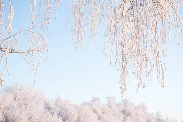 Snowy birch branches in winter against the sky.