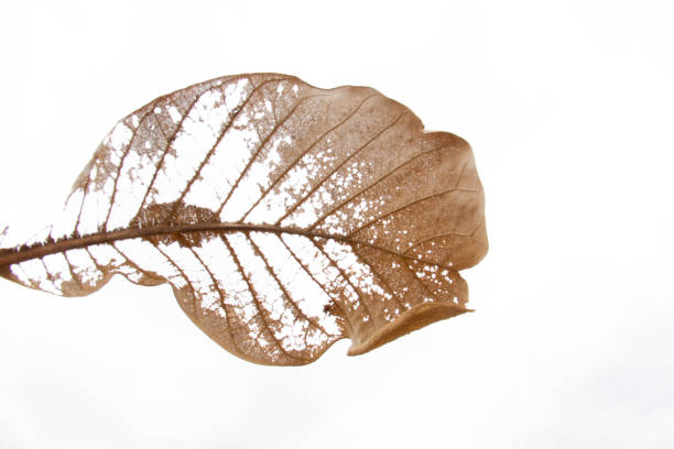 istock Dry old leaf of Brazilian cerrado tree 1287873490
