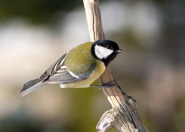 istock Birds in the winter 1287873590