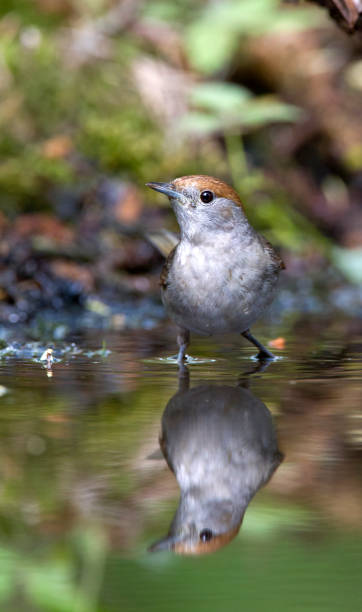 istock Birds in the Netherlands 1287873605