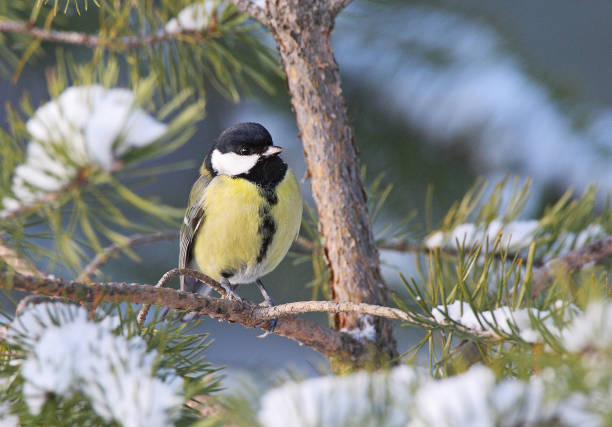 istock Birds in the winter 1287873617