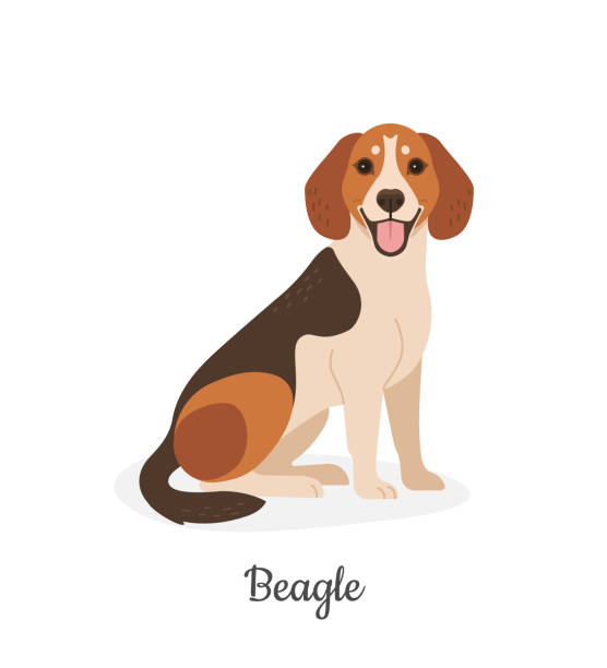 ビーグル。 - beagle dog purebred dog pets点のイラスト素材／クリップアート素材／マンガ素材／アイコン素材