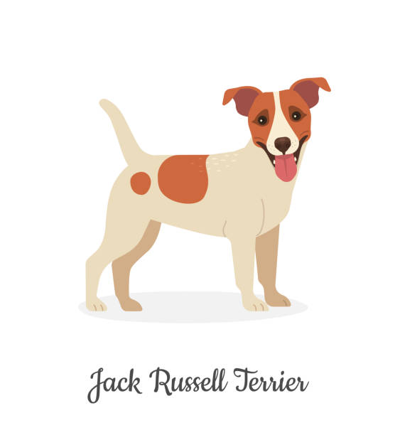 ilustraciones, imágenes clip art, dibujos animados e iconos de stock de jack russell terrier. - terrier jack russell