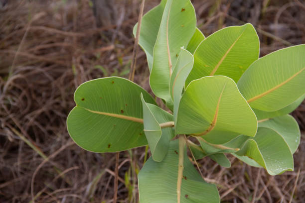istock Plant growing with large green leaves and dry undergrowth 1287873963