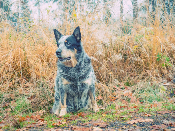 istock Sharp grey dog sitting in forest. Hoarfrost on dry grass stalks. Muddy forest path 1287874328