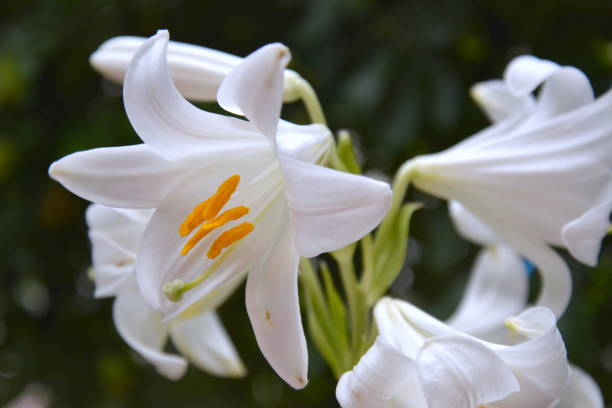 istock White Easter lily Lilium longiflorum in garden against green leafs background 1287874666