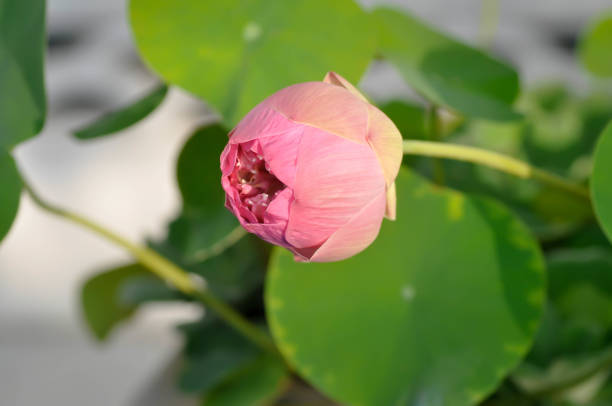 istock lotus ,pink lotus or nucifera gaertn 1287875484