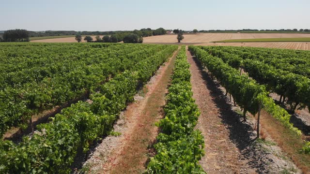 aerial footage of grape vines growing in the French Charente region, near the city of Cognac