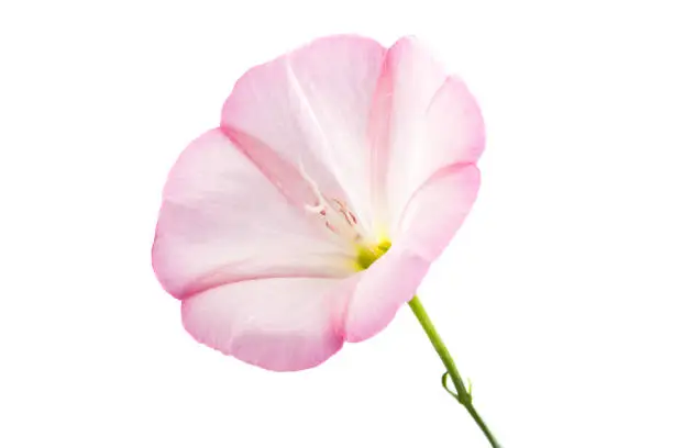 bindweed flower isolated on white background