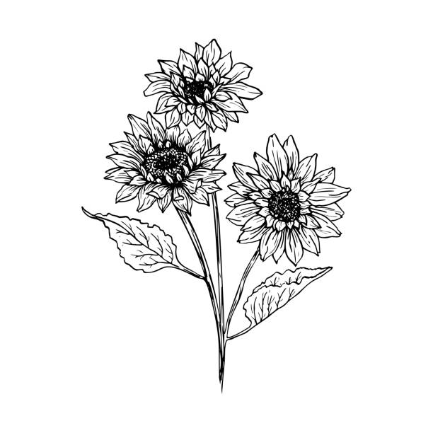 Sunflower hand drawn ink pen illustration Sunflower hand drawn vector illustration. Floral ink pen sketch. Black and white clipart. Realistic wildflower freehand drawing. Isolated monochrome floral design element. Sketched outline helianthus stock illustrations