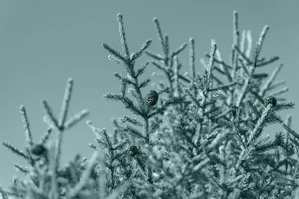 Natural branches with cones of Christmas tree in pine forest. Concept Xmas image coloring in trend Tidewater Green color of year 2021. Fir branches for festive Happy New Year holiday winter season.