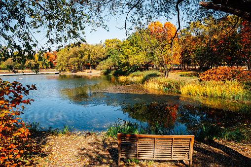 Seoul forest park, pond with autumn colorful trees in Korea