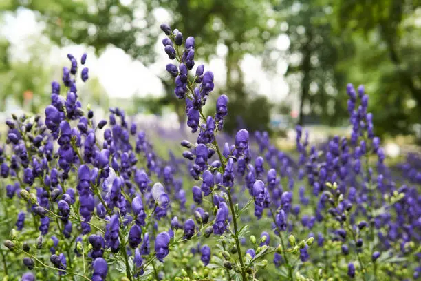 Photo of blue aconite inflorescences on blurred park background