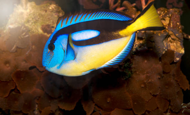 istock Paracanthurus hepatus 1287882551