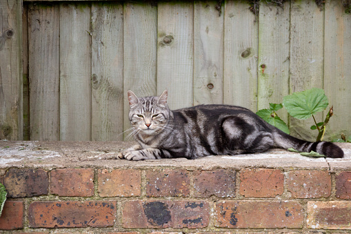 Pretty tabby cat lies comfortably on a warm brick wall on a sunny day.