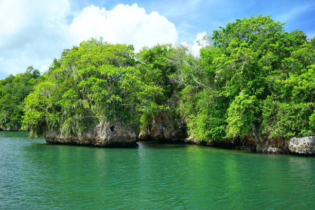 istock Rainforest in the Dominican Republic. 1287882907