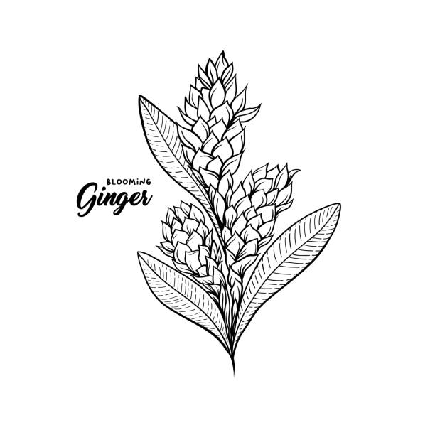 имбирь цветок цветущие растительные специи. иллюстрация ботанического вектора - ginger tropical flower flower plant stock illustrations