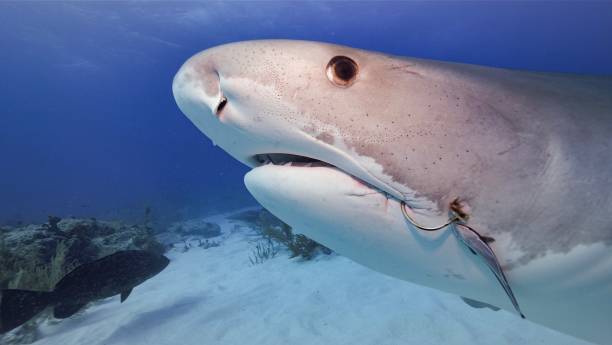 istock Tiger shark Bahamas 1287883213