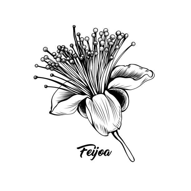 ilustraciones, imágenes clip art, dibujos animados e iconos de stock de ilustración vectorial en blanco y negro de la flor feijoa - feijoo